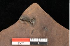 Foto (Detailsansicht) von Quercus palaeoilex Ettingshausen (NHMW-GEO-2024-0188-0892)